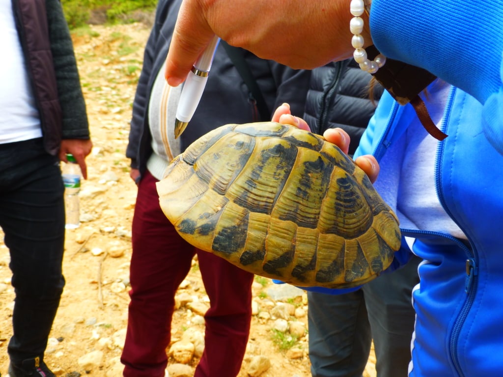 On the turtle trail -Protected area guides for Albania/Nature Experience Albania