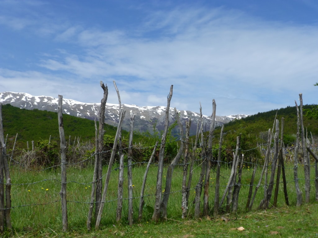 Meadow near Gorica e Vogel - Protected area guides for Albania/Nature Experience Albania