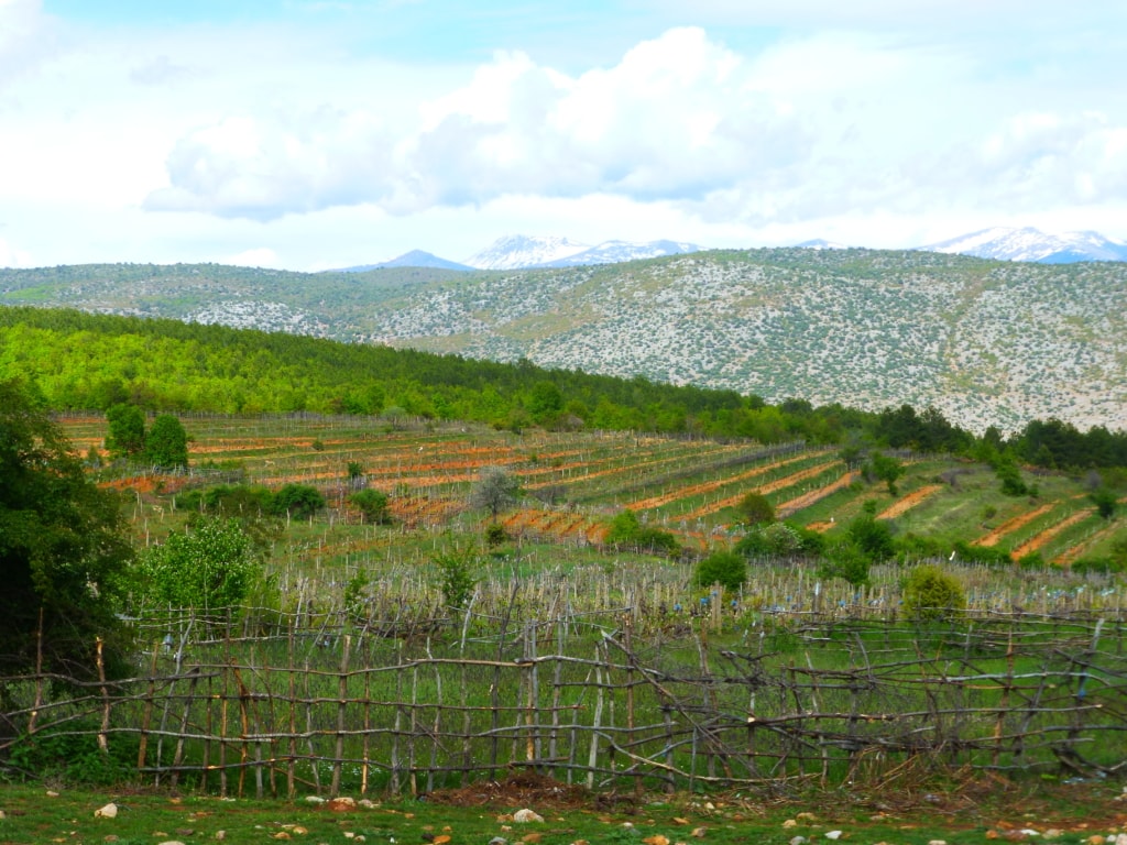 Wein am Prespasee - Schutzgebietsguides für Albanien/Naturerlebnis Albanien